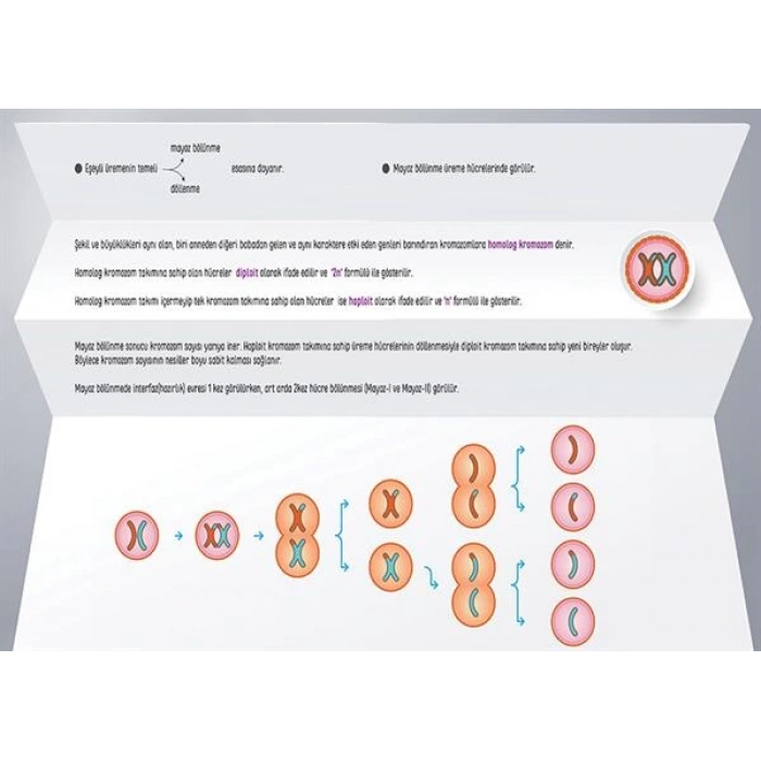 Mayoz Bölünmeye Giriş P BİY 19