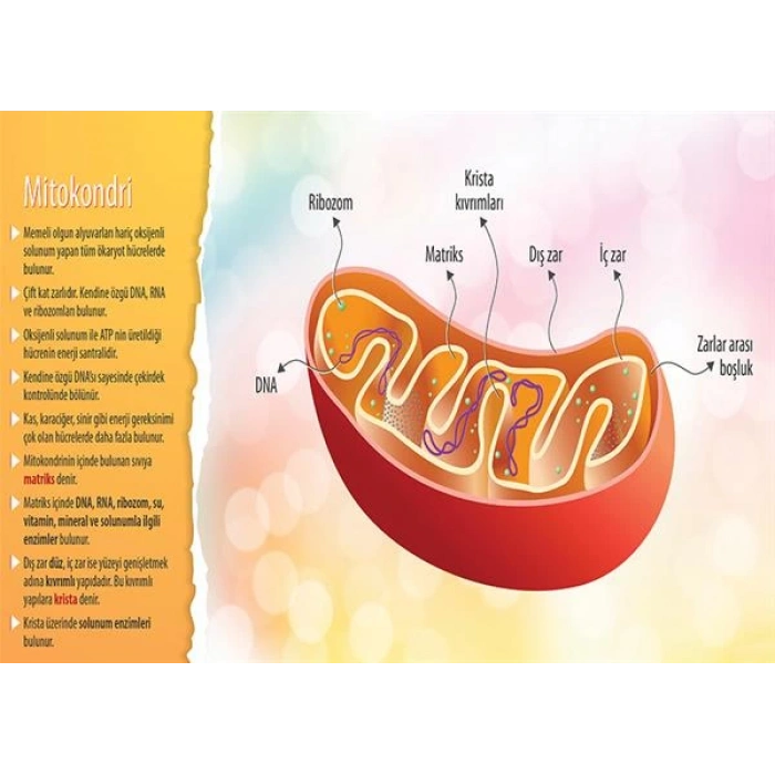 Mitokondri P BİY 41
