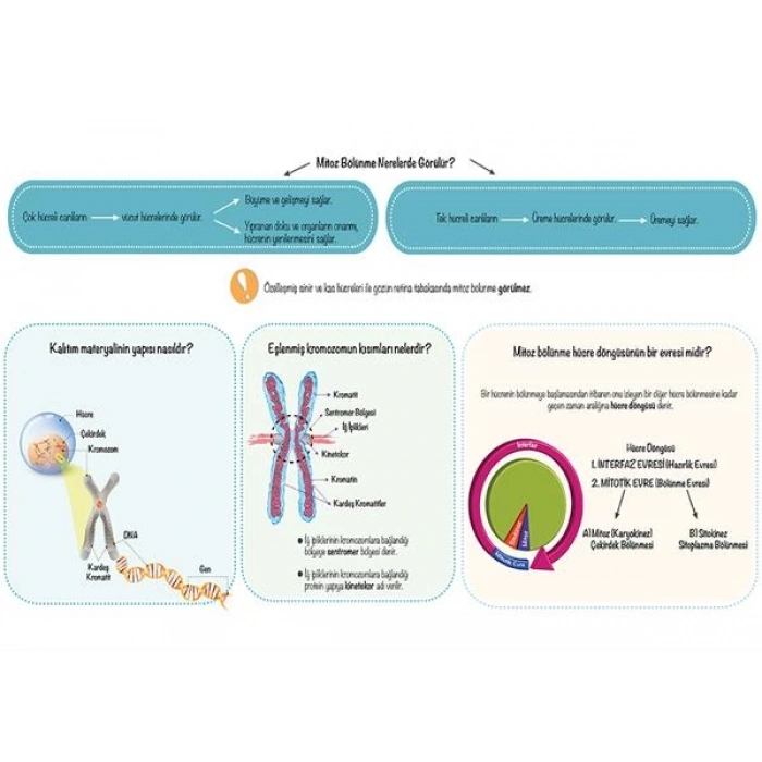 Mitoz Bölünmeye Giriş P BİY 23