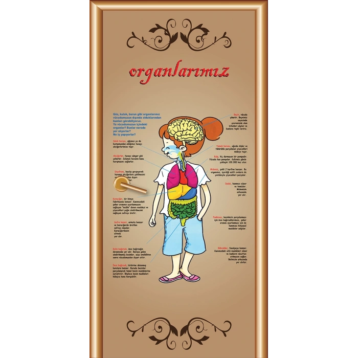 Organlarımız Kapı Giydirme 03