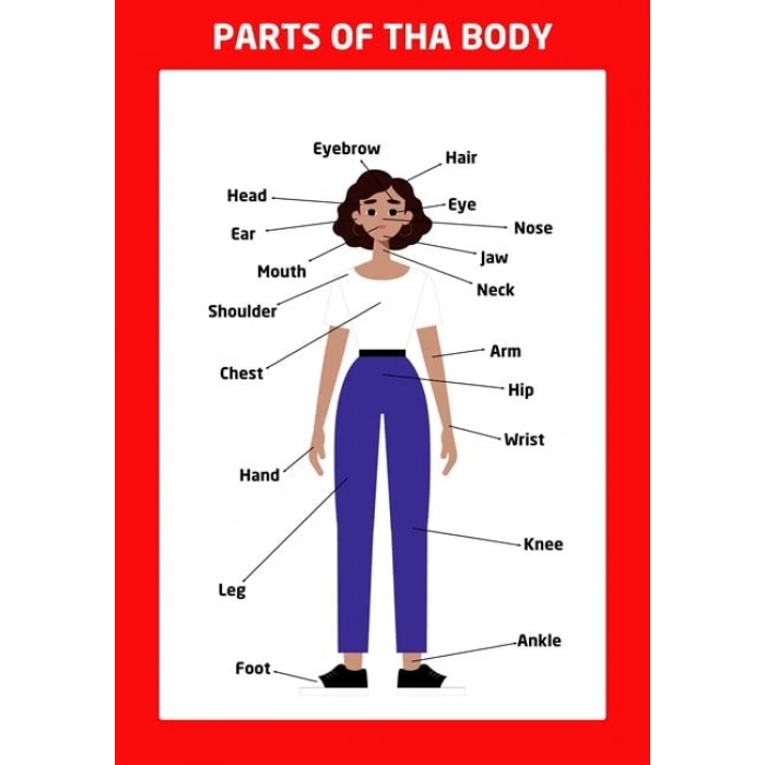 Parts Of The Body Girl 01