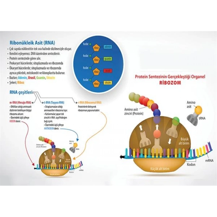 Ribonükleik Asit (RNA) P BİY 57