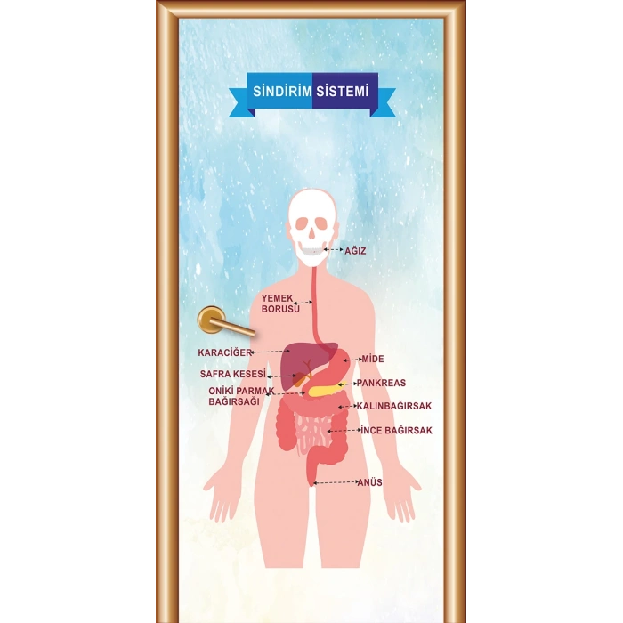 Sindirim Sistemi Kapı Giydirme 04