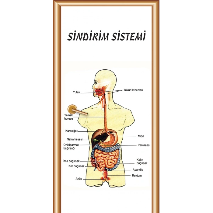 Sindirim Sistemi Kapı Giydirme 05