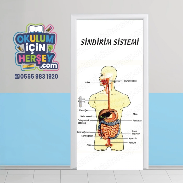 Sindirim Sistemi Kapı Giydirme 05