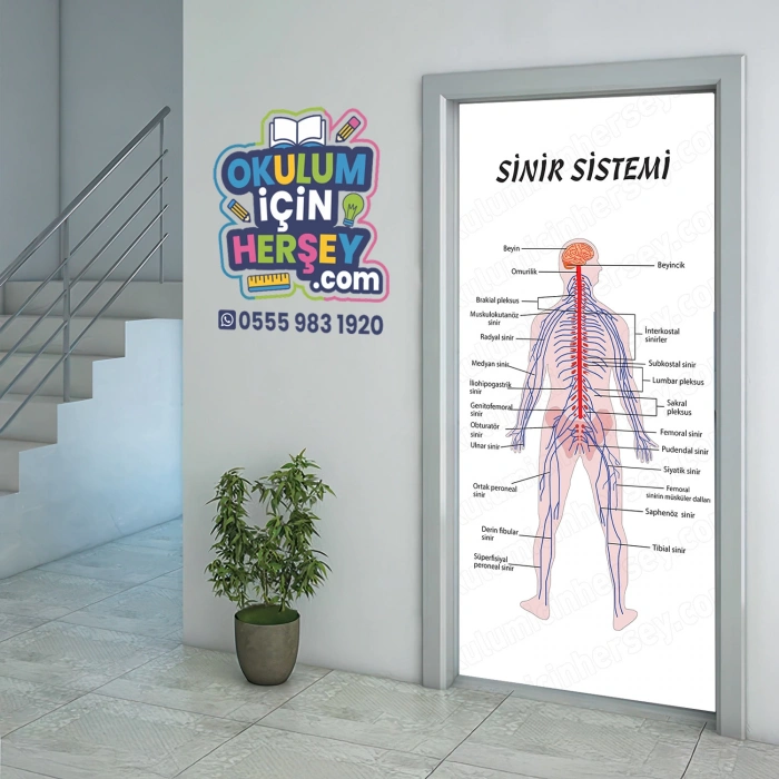 Sinir Sistemi Kapı Giydirme 06