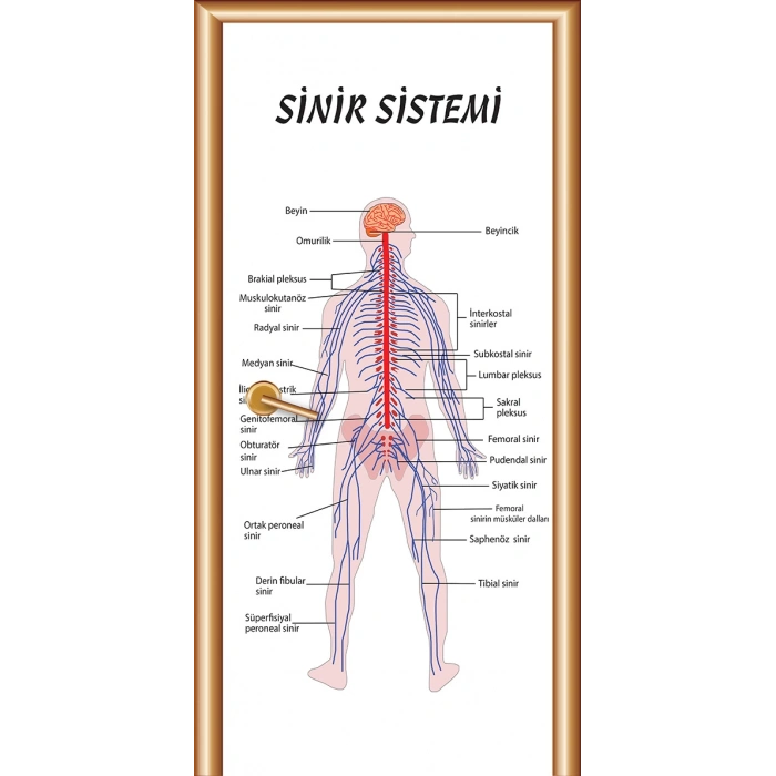 Sinir Sistemi Kapı Giydirme 06