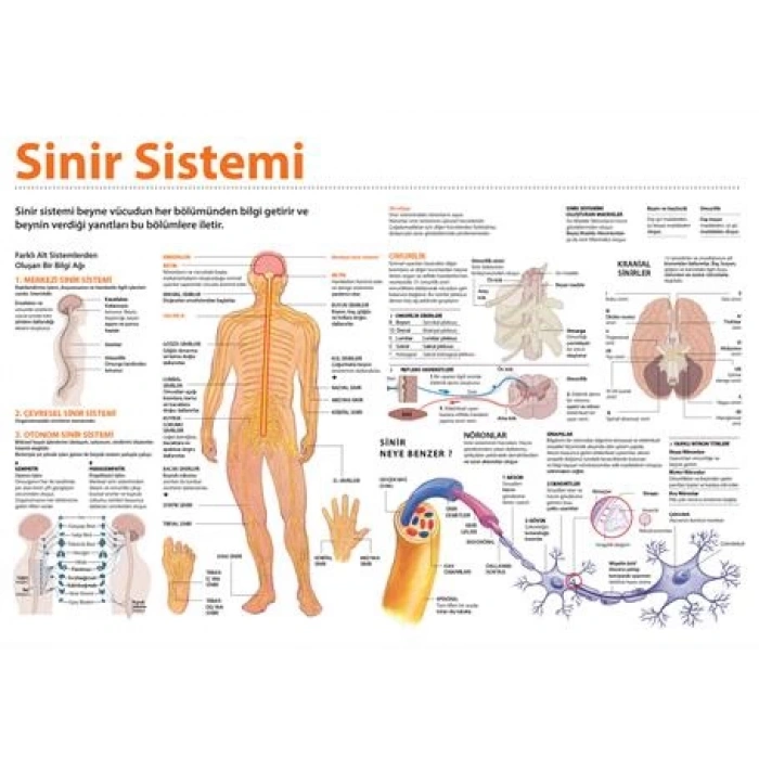 Sinir Sistemi P BİY 03
