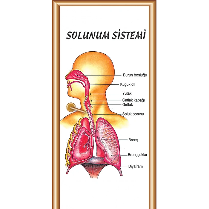 Solunum Sistemi Kapı Giydirme 07