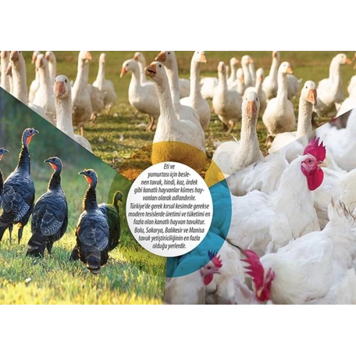 Türkiye de Kümes Hayvancılığı P COG 11