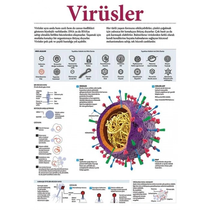 Virüsler P BİY 01