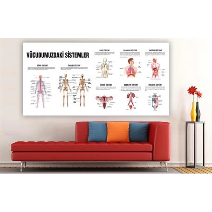 Vücudumuzdaki Sistemler Duvar Giydirme 10