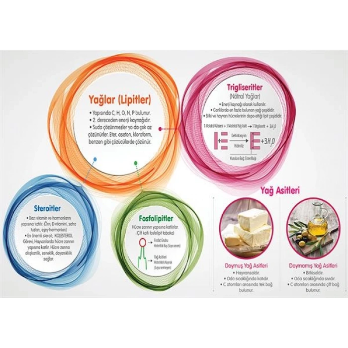 Yağlar (Lipitler) P BİY 60