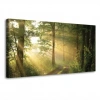 Gün Işığında Orman KanvasTablo