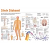 Sinir Sistemi P BİY 03