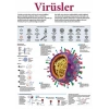 Virüsler P BİY 01