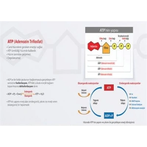 ATP (Adenozin Trifosfat) P BİY 55