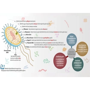 Bakteriler Âlemi P BİY 31