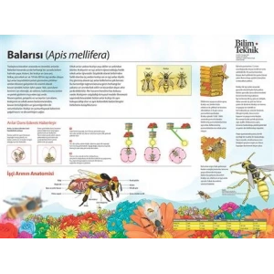 Balarısı P BİY 07