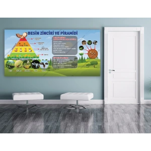 Besin Zinciri ve Piramidi DG YMK 03