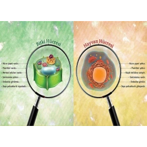 Bitki ve Hayvan Hücresi Farkları P BİY 34