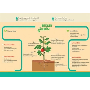 Bitkiler Âlemi P BİY 27