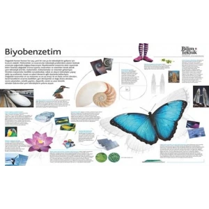 Biyobenzetim P BİY 06