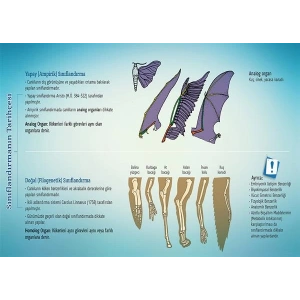 Canlıların Sınıflandırılması P BİY 33