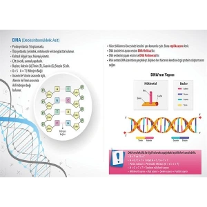 DNA (Deoksiribonükleik Asit) P BİY 43