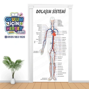 Dolaşım Sistemi Kapı Giydirme 03