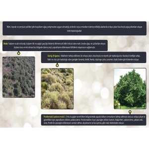 Dünyadaki Bitkiler (Çalı Formasyonu) P COG 38