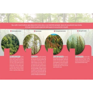 Dünyada Bitkiler (Ağaç Formasyonu) P COG 32