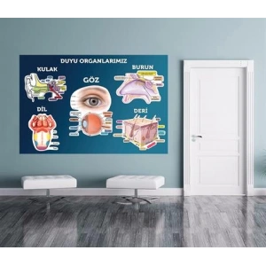 Duyu Organları Duvar Giydirme 01