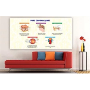 Duyu Organlarımız Duvar Giydirme 06