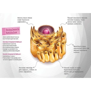 Endoplazmik Retikulum P BİY 45