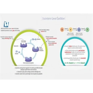 Enzimlerin Genel Özellikleri P BİY 53