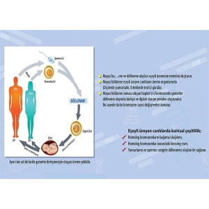Eşeyli Üreme P BİY 12