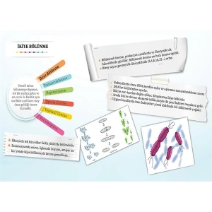 Eşeysiz Üreme Çeşitleri- İkiye Bölünme P BİY 17