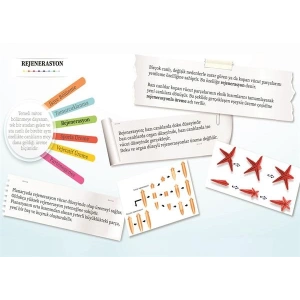 Eşeysiz Üreme Çeşitleri- Rejenerasyon P BİY 15