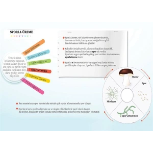 Eşeysiz Üreme Çeşitleri- Sporla Üreme P BİY 13