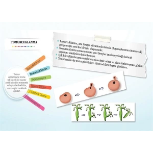 Eşeysiz Üreme Çeşitleri- Tomurcuklanma P BİY 16