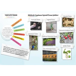 Eşeysiz Üreme Çeşitleri- Vejetatif Üreme P BİY 14