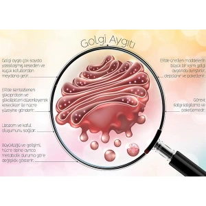 Golgi Aygıtı P BİY 44