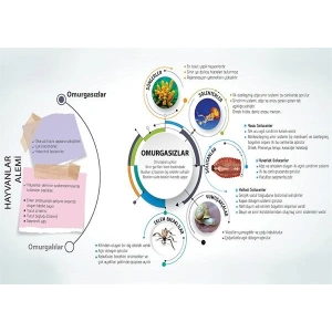 Hayvanlar Âlemi-1 P BİY 26