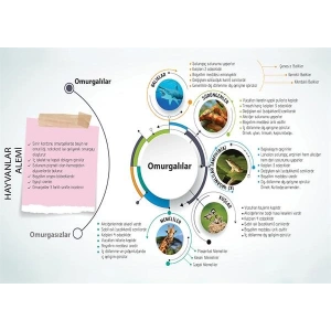 Hayvanlar Âlemi-2 P BİY 25