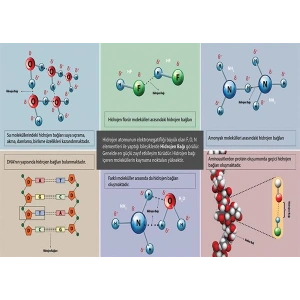 Hidrojen Bağı P KİM 12