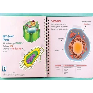 Hücre Çeperi ve Sitoplazma P BİY 47