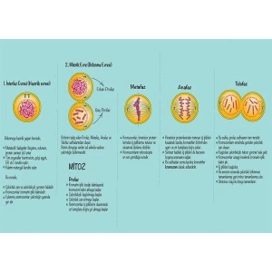 Hücre Döngüsünün Evreleri P BİY 22