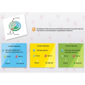 Hücre Döngüsünün Kontrol Noktaları P BİY 20