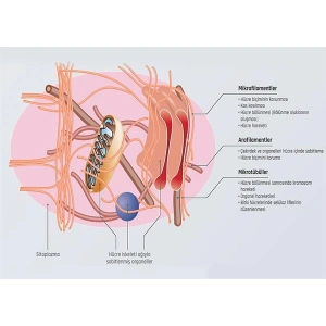 Hücre İskeleti P BİY 36